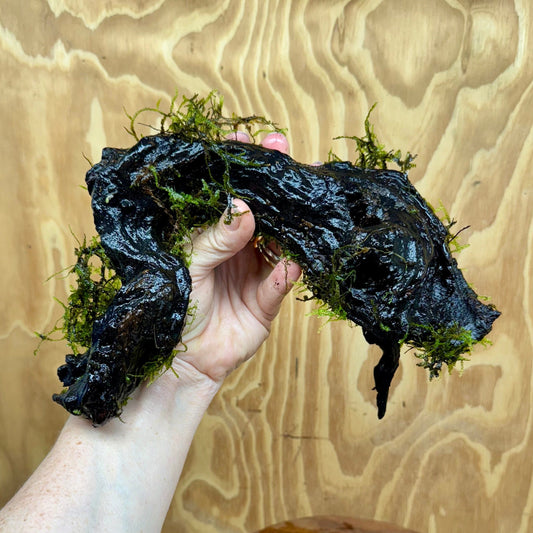 Scapeshop.com.au One Only Fontinalis Log - Large (Java Moss) - One Only - Grand Arch Fontinalis Log - Large (Java Moss) - One Only - Grand Arch