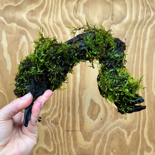 Scapeshop.com.au One Only Fontinalis Log - Large (Java Moss) - One Only - Grand Arch Fontinalis Log - Large (Java Moss) - One Only - Grand Arch