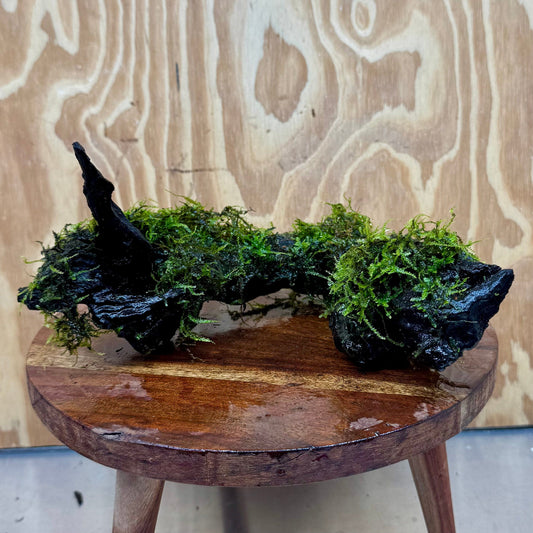 Scapeshop.com.au One Only Fontinalis Log - Large (Java Moss) - One Only - Grand Arch Fontinalis Log - Large (Java Moss) - One Only - Grand Arch