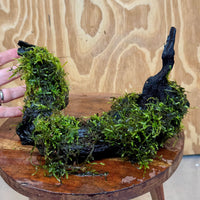 Scapeshop.com.au One Only Fontinalis Log - Large (Java Moss) - One Only - Grand Arch Fontinalis Log - Large (Java Moss) - One Only - Grand Arch