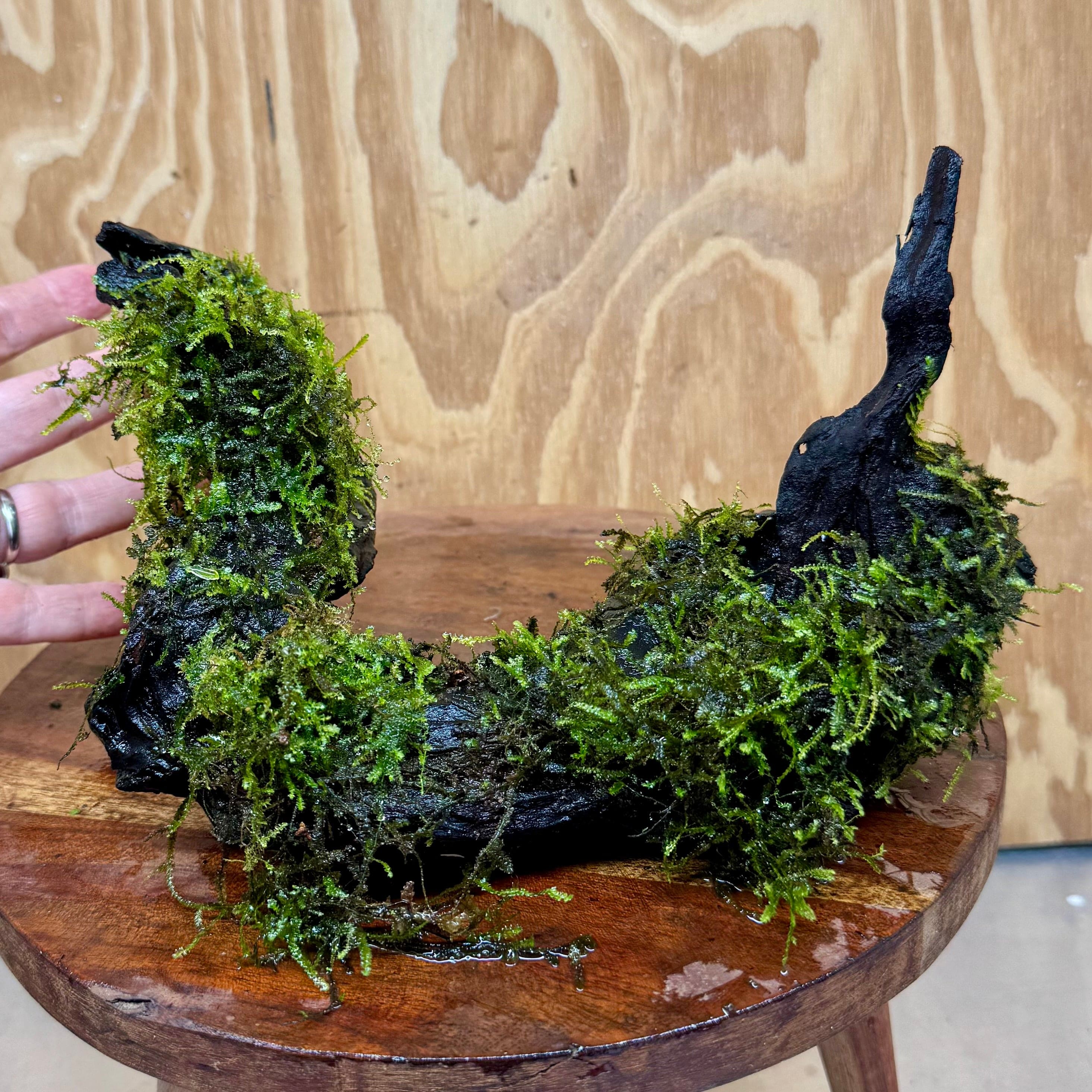 Scapeshop.com.au One Only Fontinalis Log - Large (Java Moss) - One Only - Grand Arch Fontinalis Log - Large (Java Moss) - One Only - Grand Arch