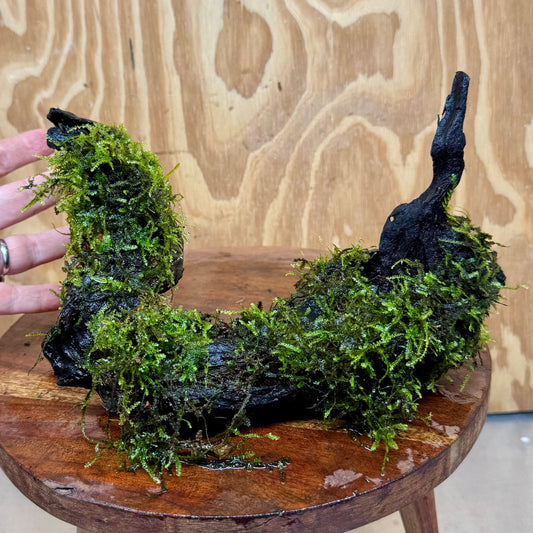 Scapeshop.com.au One Only Fontinalis Log - Large (Java Moss) - One Only - Grand Arch Fontinalis Log - Large (Java Moss) - One Only - Grand Arch
