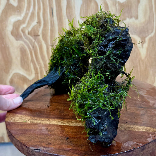 Scapeshop.com.au One Only Fontinalis Log - Large (Java Moss) - One Only - Grand Arch Fontinalis Log - Large (Java Moss) - One Only - Grand Arch