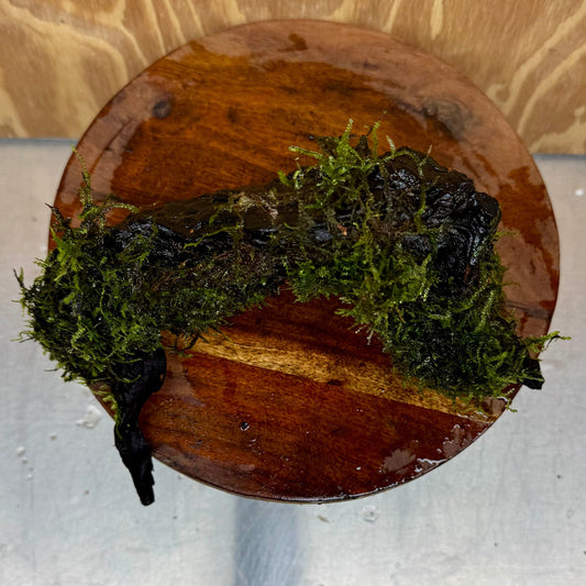 Scapeshop.com.au One Only Fontinalis Log - Large (Java Moss) - One Only - Grand Arch Fontinalis Log - Large (Java Moss) - One Only - Grand Arch