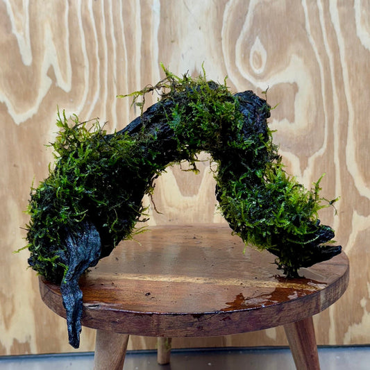 Scapeshop.com.au One Only Fontinalis Log - Large (Java Moss) - One Only - Grand Arch Fontinalis Log - Large (Java Moss) - One Only - Grand Arch