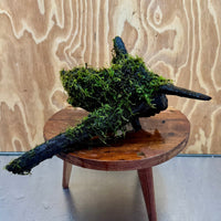 Scapeshop.com.au One Only Fontinalis Log - Large (Java Moss) - One Only - Gremlin Fontinalis Log - Large (Java Moss) - One Only - Gremlin