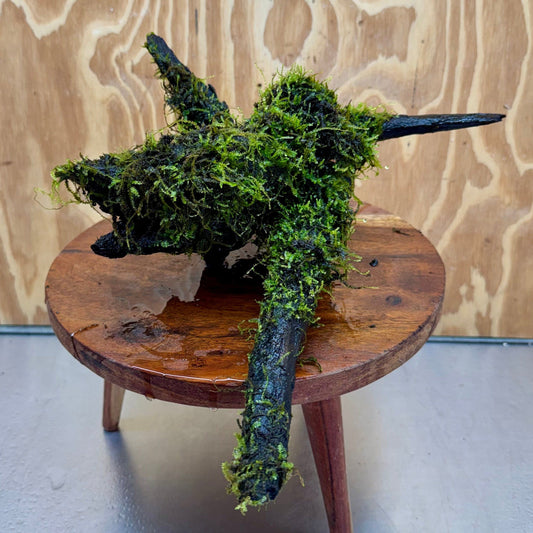 Scapeshop.com.au One Only Fontinalis Log - Large (Java Moss) - One Only - Gremlin Fontinalis Log - Large (Java Moss) - One Only - Gremlin