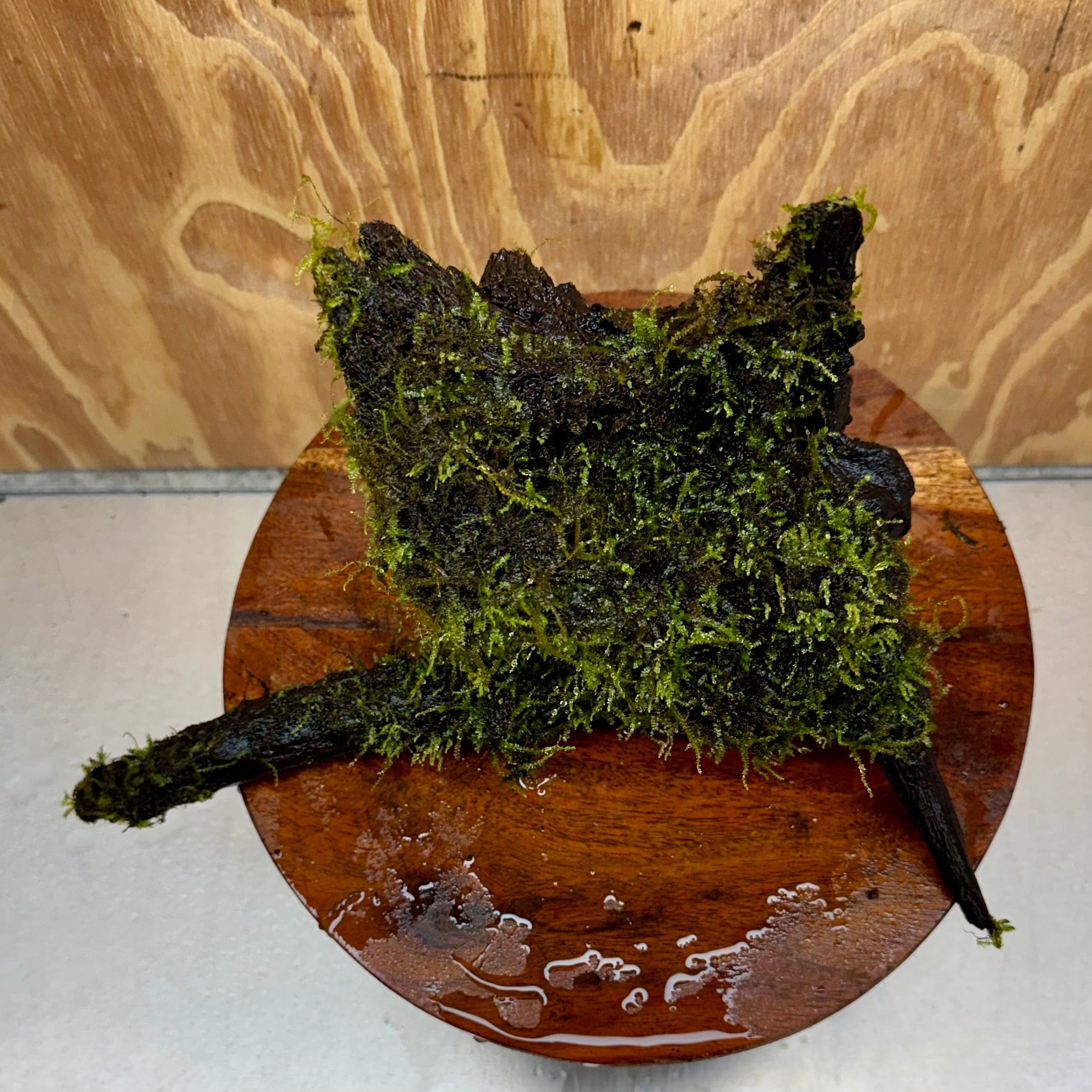 Scapeshop.com.au One Only Fontinalis Log - Large (Java Moss) - One Only - Gremlin Fontinalis Log - Large (Java Moss) - One Only - Gremlin
