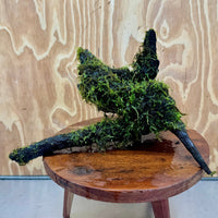 Scapeshop.com.au One Only Fontinalis Log - Large (Java Moss) - One Only - Gremlin Fontinalis Log - Large (Java Moss) - One Only - Gremlin