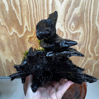 Scapeshop.com.au One Only Fontinalis Log - Large (Java Moss) - One Only - Gremlin Fontinalis Log - Large (Java Moss) - One Only - Gremlin