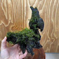 Scapeshop.com.au One Only Fontinalis Log - Large (Java Moss) - One Only - Gremlin Fontinalis Log - Large (Java Moss) - One Only - Gremlin