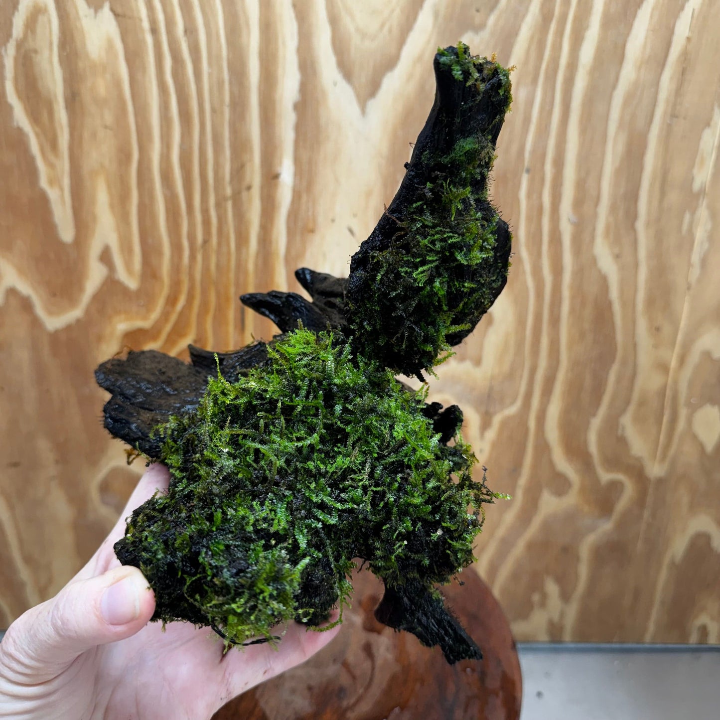 Scapeshop.com.au One Only Fontinalis Log - Large (Java Moss) - One Only - Gremlin Fontinalis Log - Large (Java Moss) - One Only - Gremlin