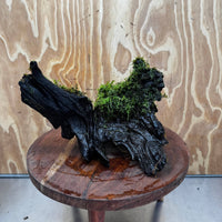 Scapeshop.com.au One Only Fontinalis Log - Large (Java Moss) - One Only - Gremlin Fontinalis Log - Large (Java Moss) - One Only - Gremlin