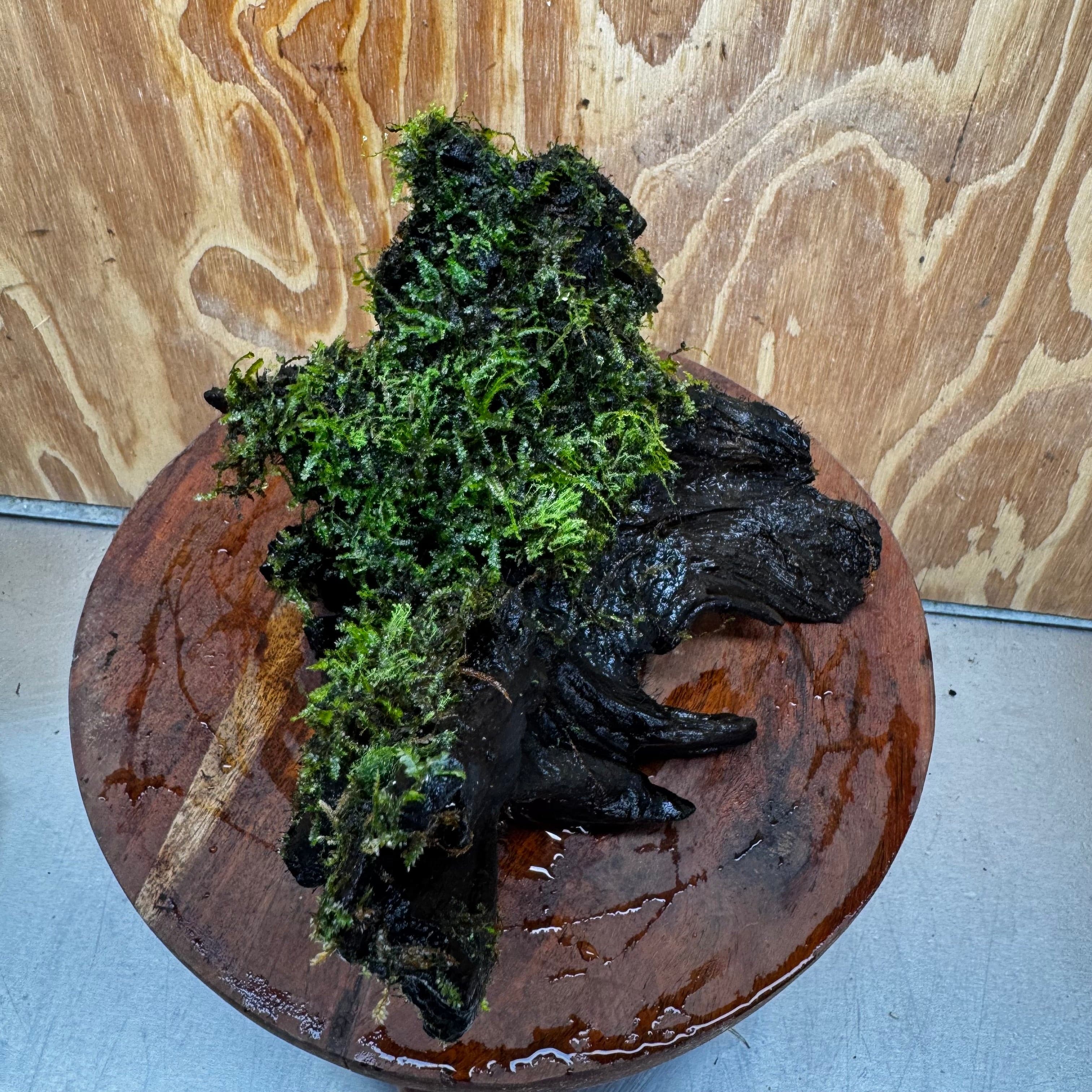 Scapeshop.com.au One Only Fontinalis Log - Large (Java Moss) - One Only - Gremlin Fontinalis Log - Large (Java Moss) - One Only - Gremlin