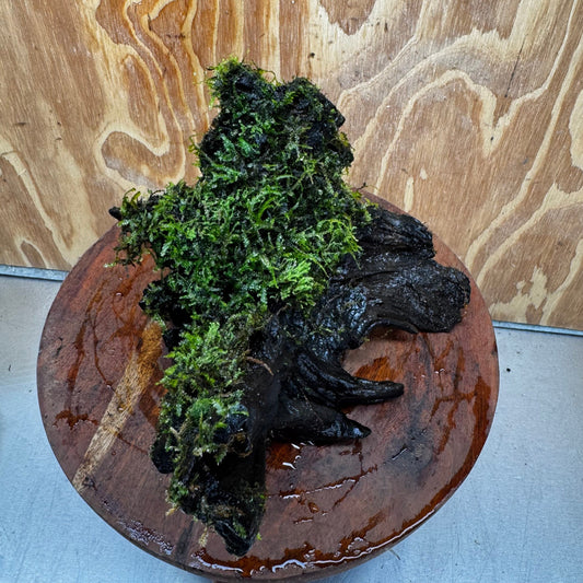 Scapeshop.com.au One Only Fontinalis Log - Large (Java Moss) - One Only - Gremlin Fontinalis Log - Large (Java Moss) - One Only - Gremlin