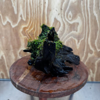 Scapeshop.com.au One Only Fontinalis Log - Large (Java Moss) - One Only - Gremlin Fontinalis Log - Large (Java Moss) - One Only - Gremlin