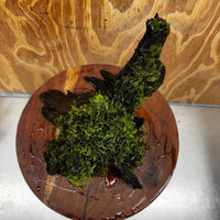 Scapeshop.com.au One Only Fontinalis Log - Large (Java Moss) - One Only - Gremlin Fontinalis Log - Large (Java Moss) - One Only - Gremlin