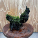 Scapeshop.com.au One Only Fontinalis Log - Large (Java Moss) - One Only - Gremlin Fontinalis Log - Large (Java Moss) - One Only - Gremlin