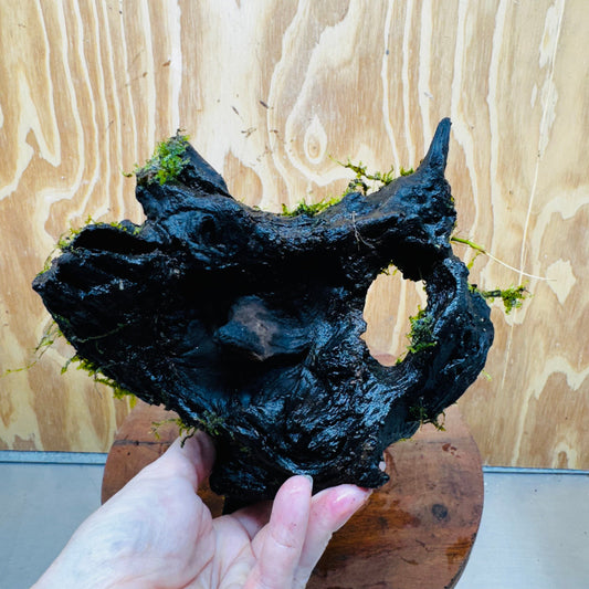 Scapeshop.com.au One Only Fontinalis Log - Large (Java Moss) - One Only - Gremlin Fontinalis Log - Large (Java Moss) - One Only - Gremlin