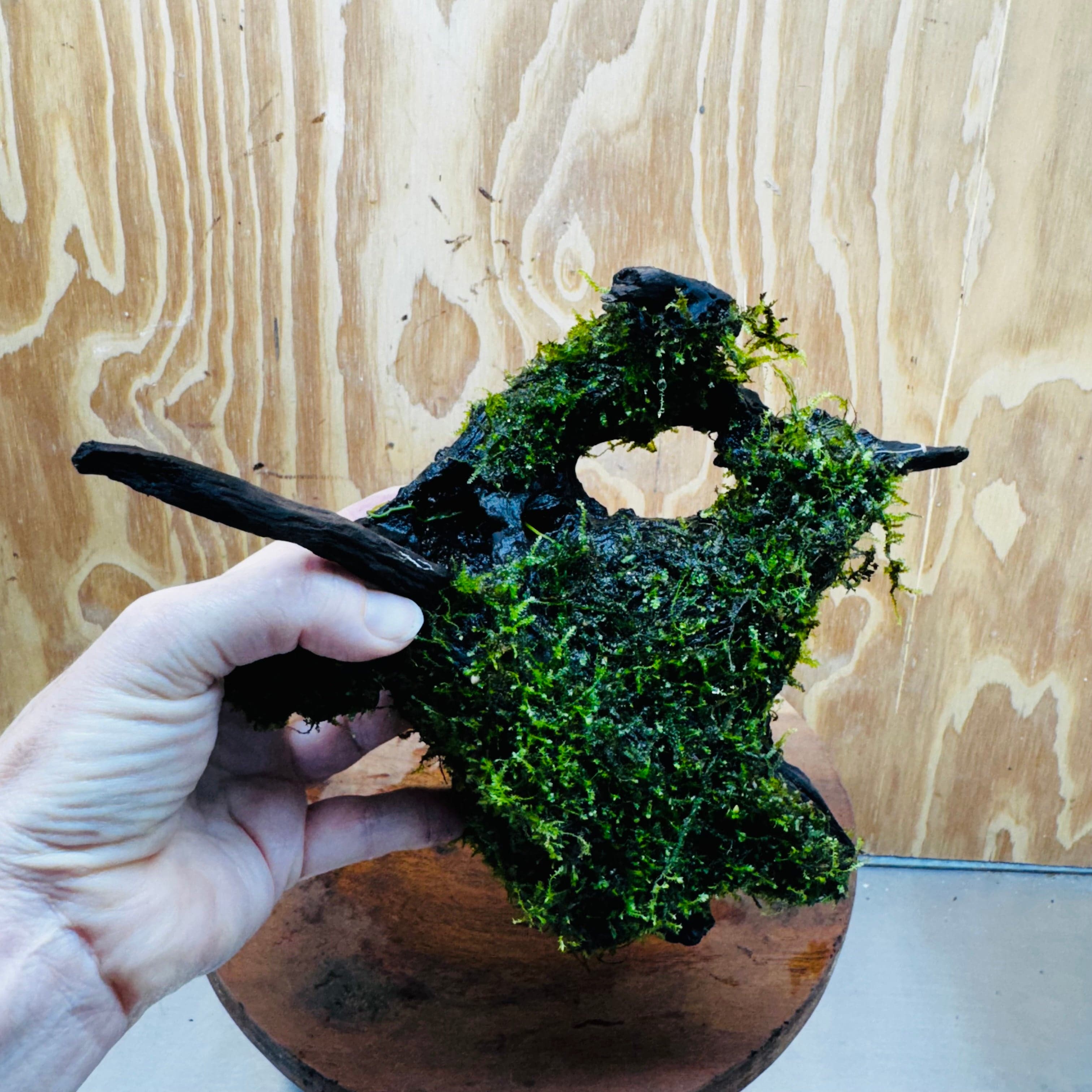 Scapeshop.com.au One Only Fontinalis Log - Large (Java Moss) - One Only - Gremlin Fontinalis Log - Large (Java Moss) - One Only - Gremlin