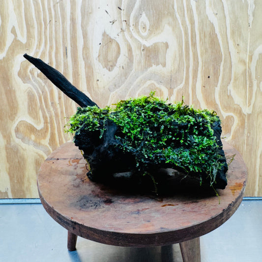 Scapeshop.com.au One Only Fontinalis Log - Large (Java Moss) - One Only - Gremlin Fontinalis Log - Large (Java Moss) - One Only - Gremlin