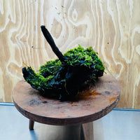 Scapeshop.com.au One Only Fontinalis Log - Large (Java Moss) - One Only - Gremlin Fontinalis Log - Large (Java Moss) - One Only - Gremlin