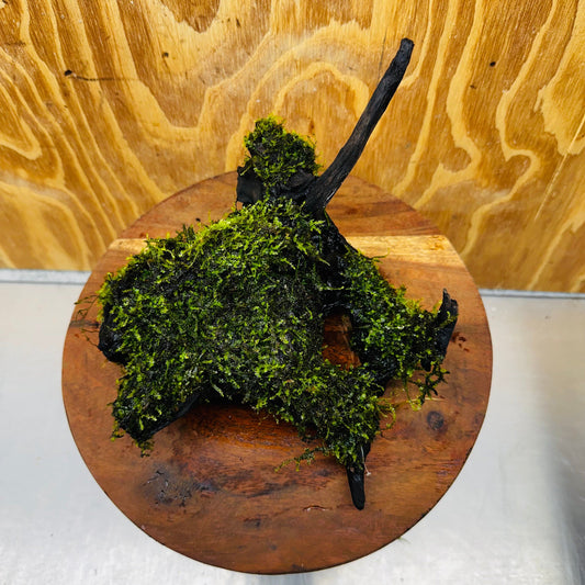 Scapeshop.com.au One Only Fontinalis Log - Large (Java Moss) - One Only - Gremlin Fontinalis Log - Large (Java Moss) - One Only - Gremlin