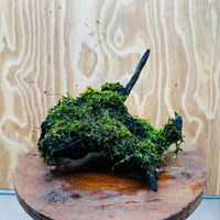 Scapeshop.com.au One Only Fontinalis Log - Large (Java Moss) - One Only - Gremlin Fontinalis Log - Large (Java Moss) - One Only - Gremlin