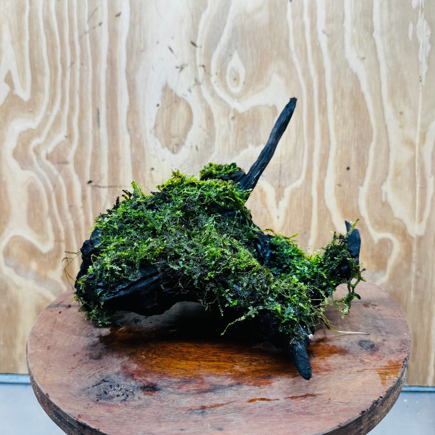 Scapeshop.com.au One Only Fontinalis Log - Large (Java Moss) - One Only - Gremlin Fontinalis Log - Large (Java Moss) - One Only - Gremlin