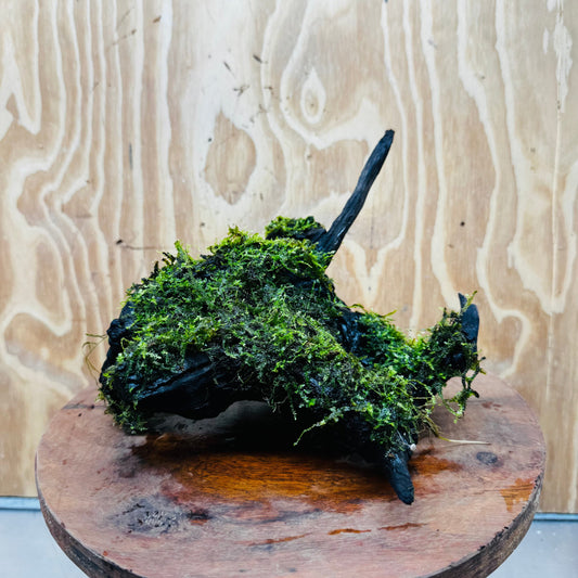 Scapeshop.com.au One Only Fontinalis Log - Large (Java Moss) - One Only - Gremlin Fontinalis Log - Large (Java Moss) - One Only - Gremlin