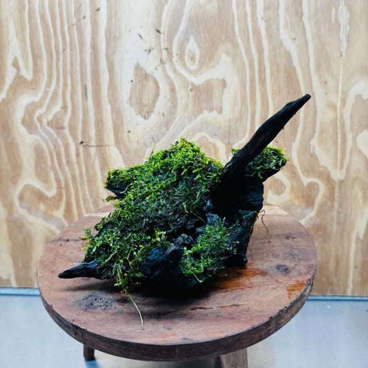 Scapeshop.com.au One Only Fontinalis Log - Large (Java Moss) - One Only - Gremlin Fontinalis Log - Large (Java Moss) - One Only - Gremlin