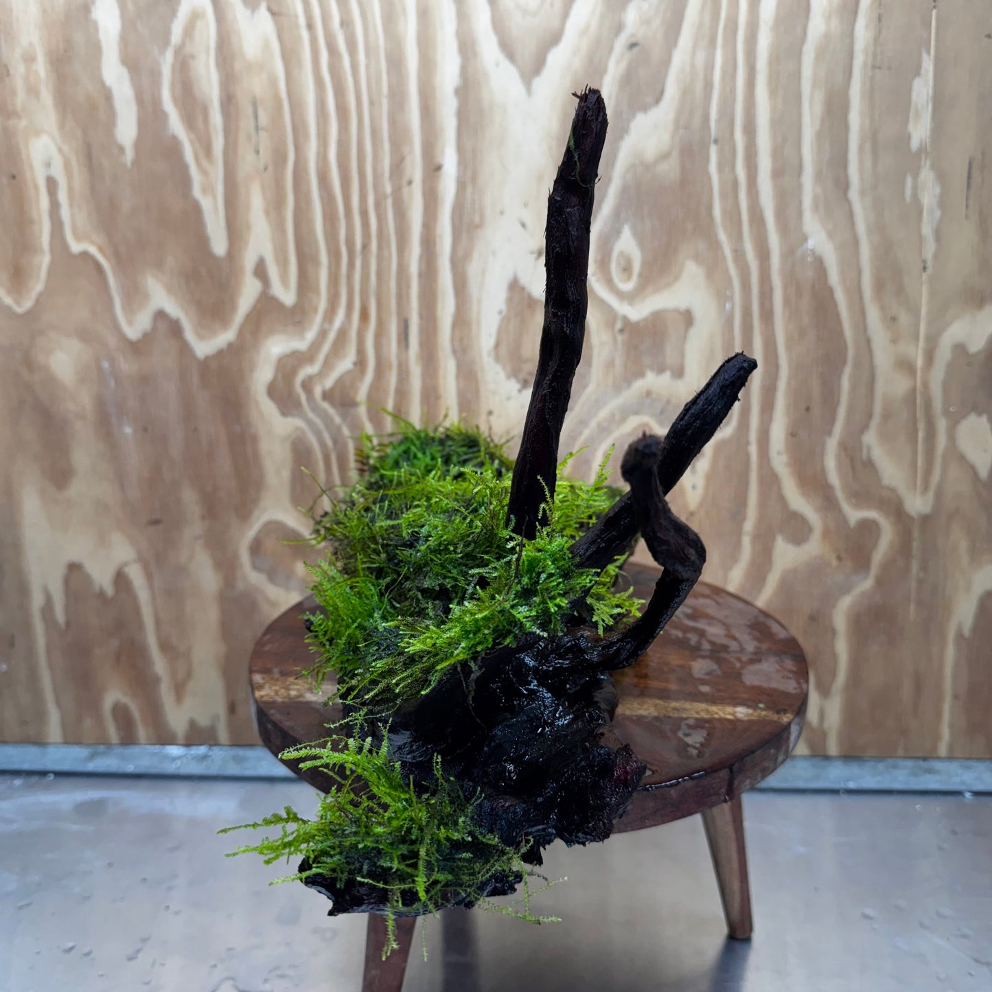 Scapeshop.com.au One Only Fontinalis Log - Large (Java Moss) - One Only - Gremlin Fontinalis Log - Large (Java Moss) - One Only - Gremlin