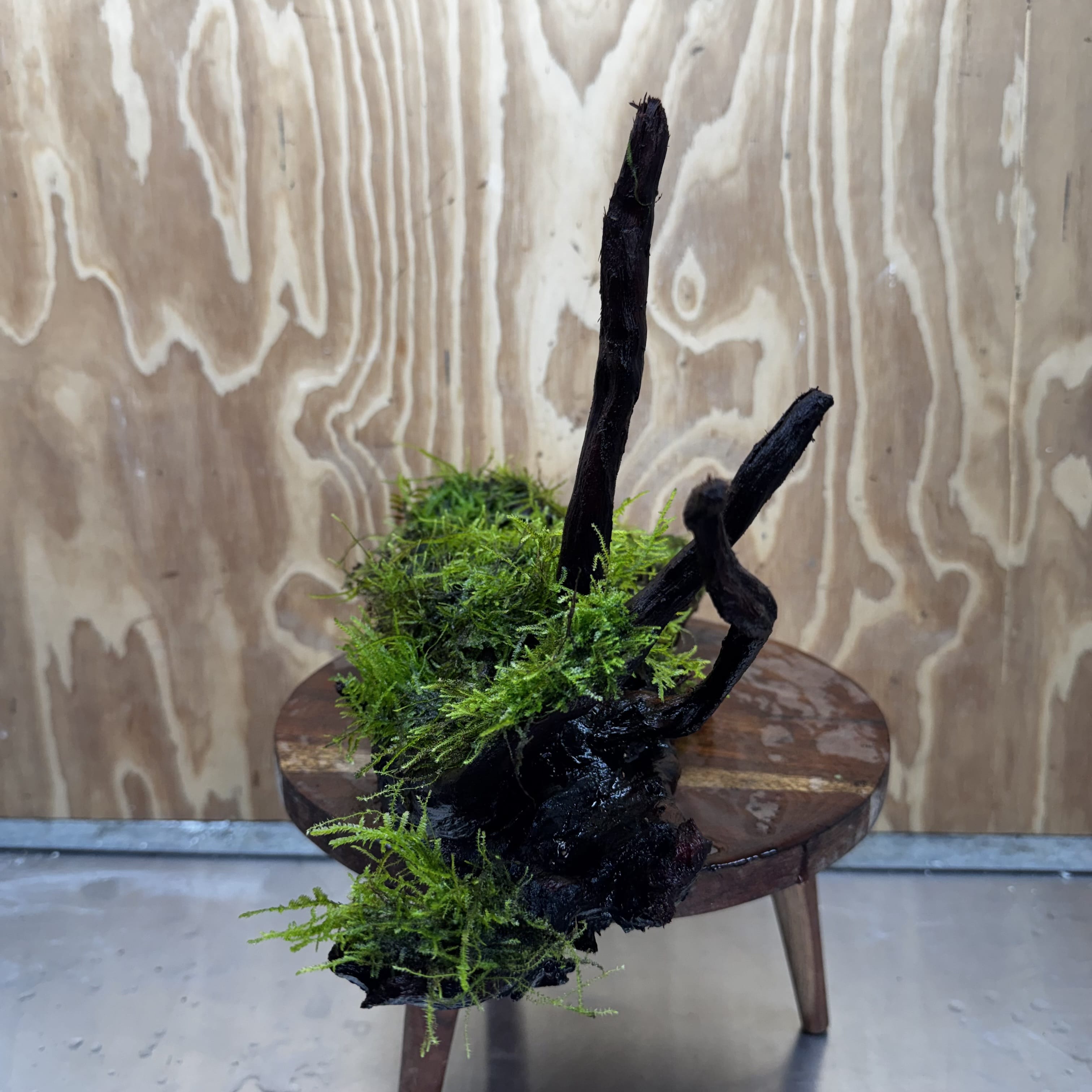 Scapeshop.com.au One Only Fontinalis Log - Large (Java Moss) - One Only - Gremlin Fontinalis Log - Large (Java Moss) - One Only - Gremlin