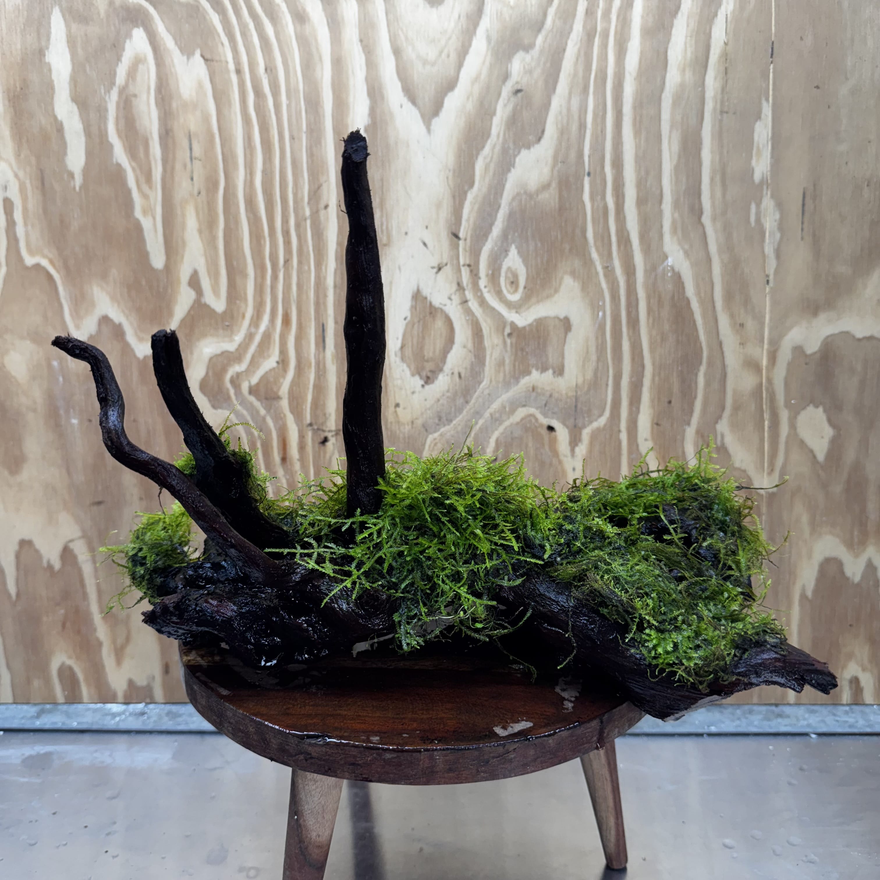 Scapeshop.com.au One Only Fontinalis Log - Large (Java Moss) - One Only - Gremlin Fontinalis Log - Large (Java Moss) - One Only - Gremlin