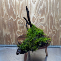 Scapeshop.com.au One Only Fontinalis Log - Large (Java Moss) - One Only - Gremlin Fontinalis Log - Large (Java Moss) - One Only - Gremlin