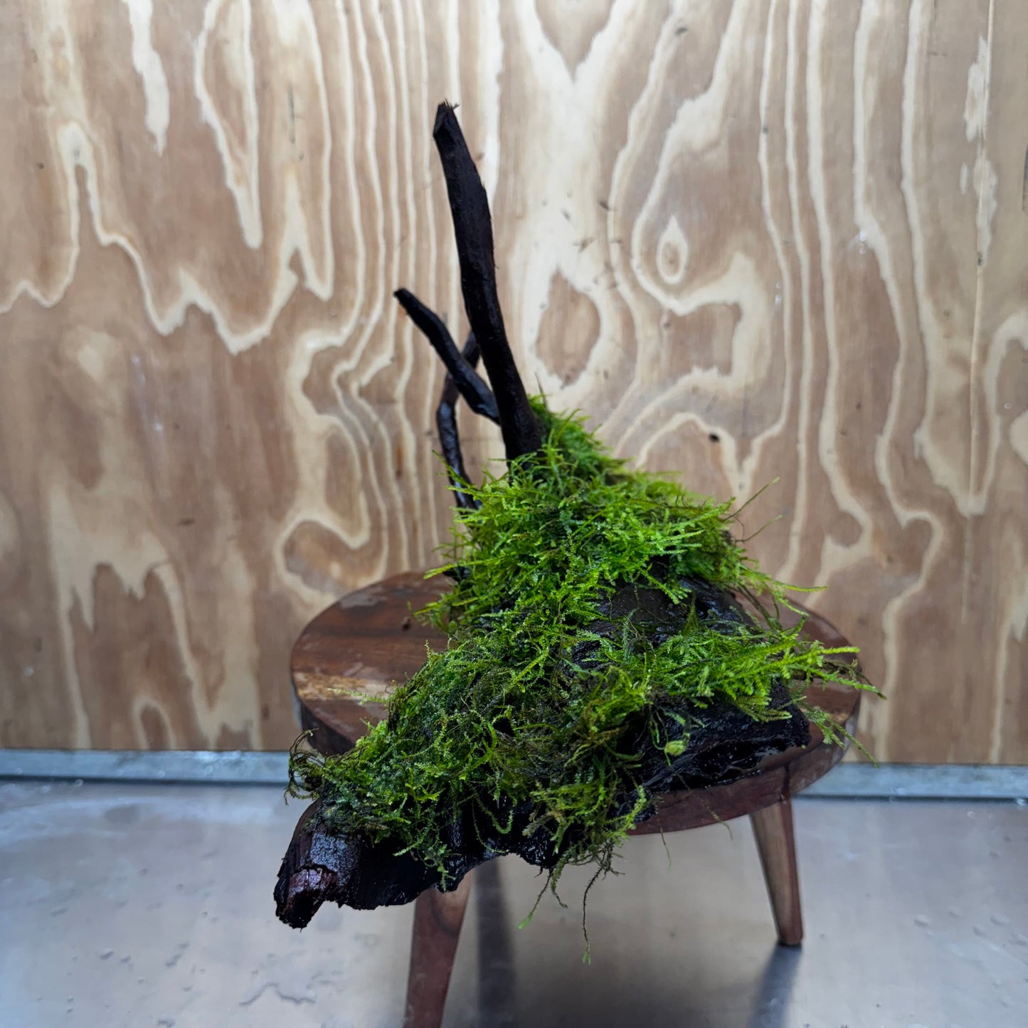 Scapeshop.com.au One Only Fontinalis Log - Large (Java Moss) - One Only - Gremlin Fontinalis Log - Large (Java Moss) - One Only - Gremlin