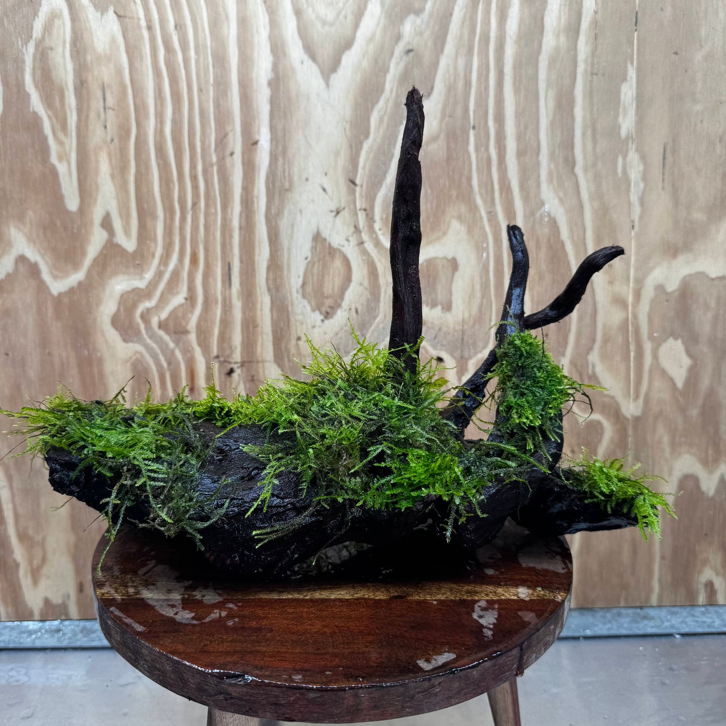 Scapeshop.com.au One Only Fontinalis Log - Large (Java Moss) - One Only - Gremlin Fontinalis Log - Large (Java Moss) - One Only - Gremlin