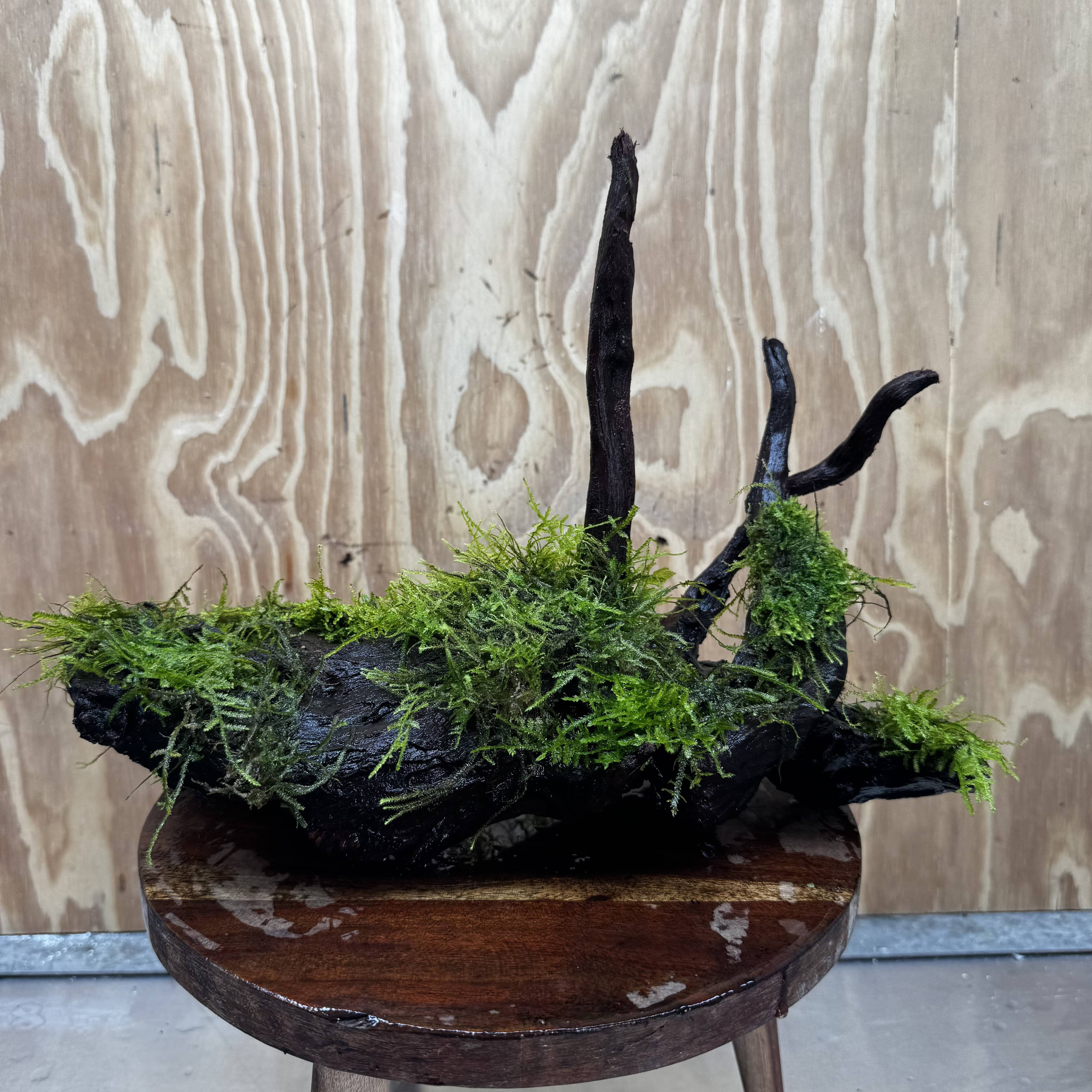 Scapeshop.com.au One Only Fontinalis Log - Large (Java Moss) - One Only - Gremlin Fontinalis Log - Large (Java Moss) - One Only - Gremlin