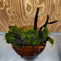 Scapeshop.com.au One Only Fontinalis Log - Large (Java Moss) - One Only - Gremlin Fontinalis Log - Large (Java Moss) - One Only - Gremlin