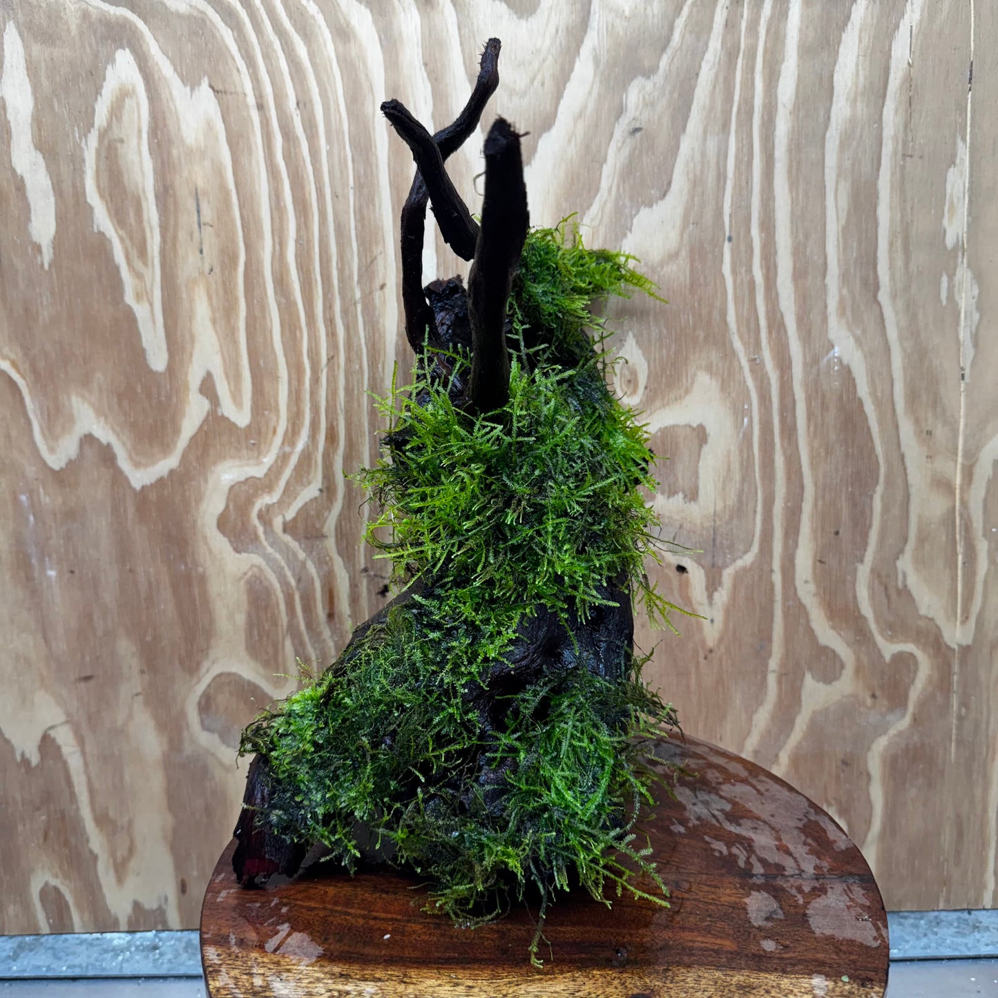 Scapeshop.com.au One Only Fontinalis Log - Large (Java Moss) - One Only - Gremlin Fontinalis Log - Large (Java Moss) - One Only - Gremlin