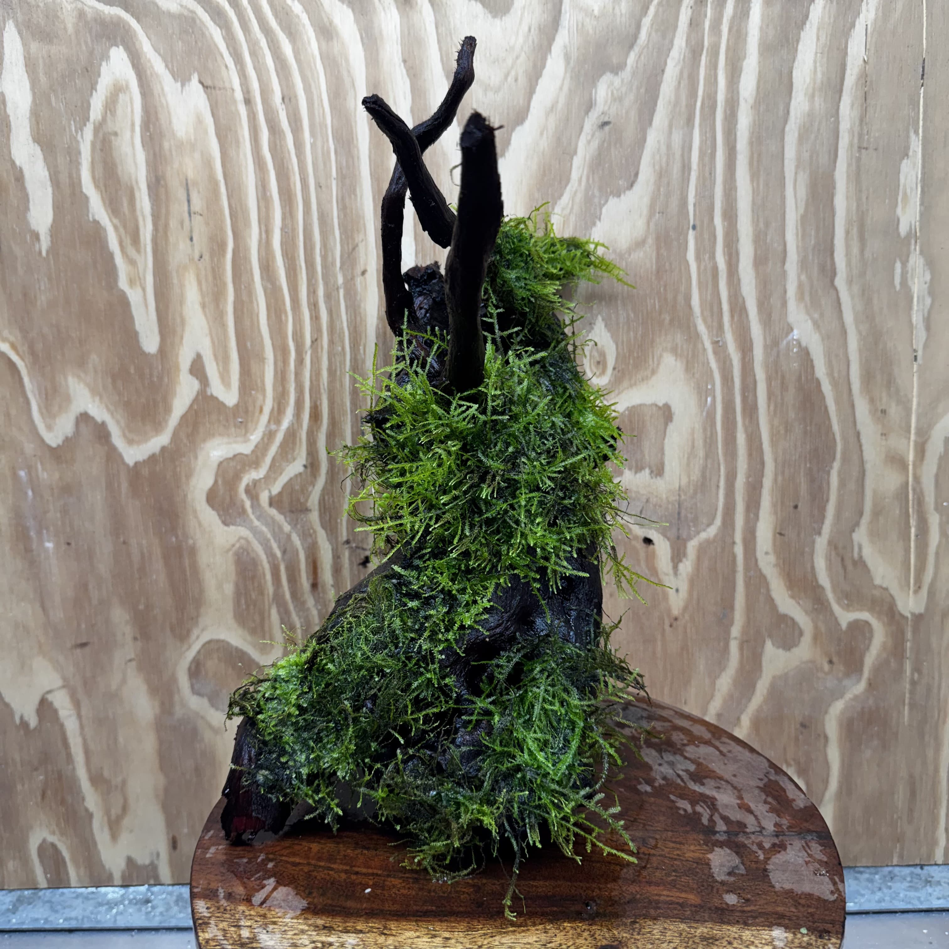 Scapeshop.com.au One Only Fontinalis Log - Large (Java Moss) - One Only - Gremlin Fontinalis Log - Large (Java Moss) - One Only - Gremlin