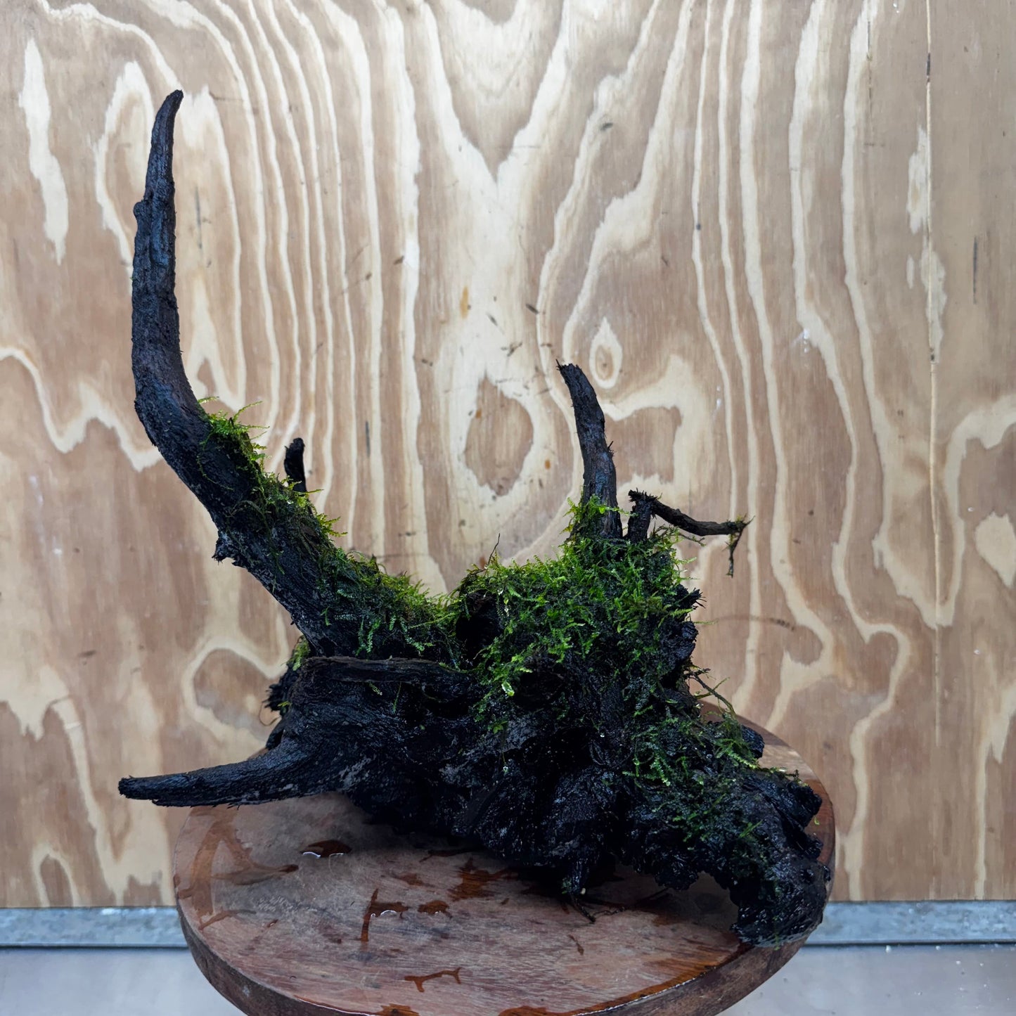 Scapeshop.com.au One Only Fontinalis Log - Large (Java Moss) - One Only - Gremlin Fontinalis Log - Large (Java Moss) - One Only - Gremlin