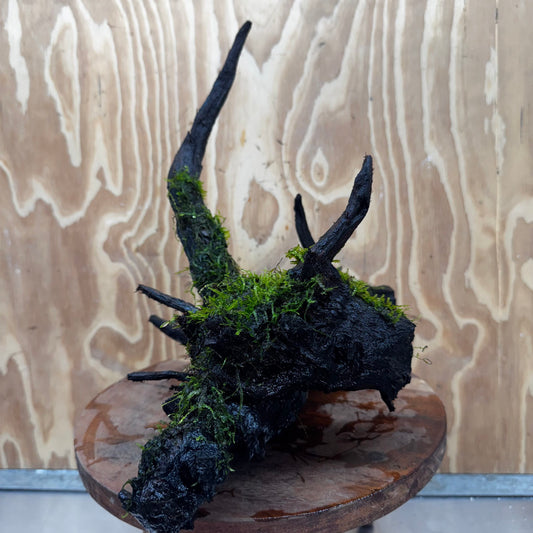 Scapeshop.com.au One Only Fontinalis Log - Large (Java Moss) - One Only - Gremlin Fontinalis Log - Large (Java Moss) - One Only - Gremlin