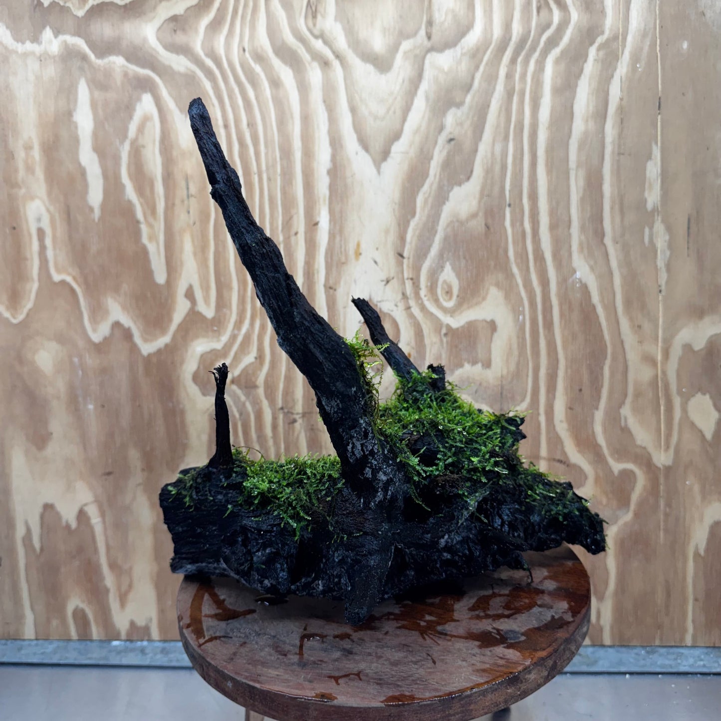 Scapeshop.com.au One Only Fontinalis Log - Large (Java Moss) - One Only - Gremlin Fontinalis Log - Large (Java Moss) - One Only - Gremlin