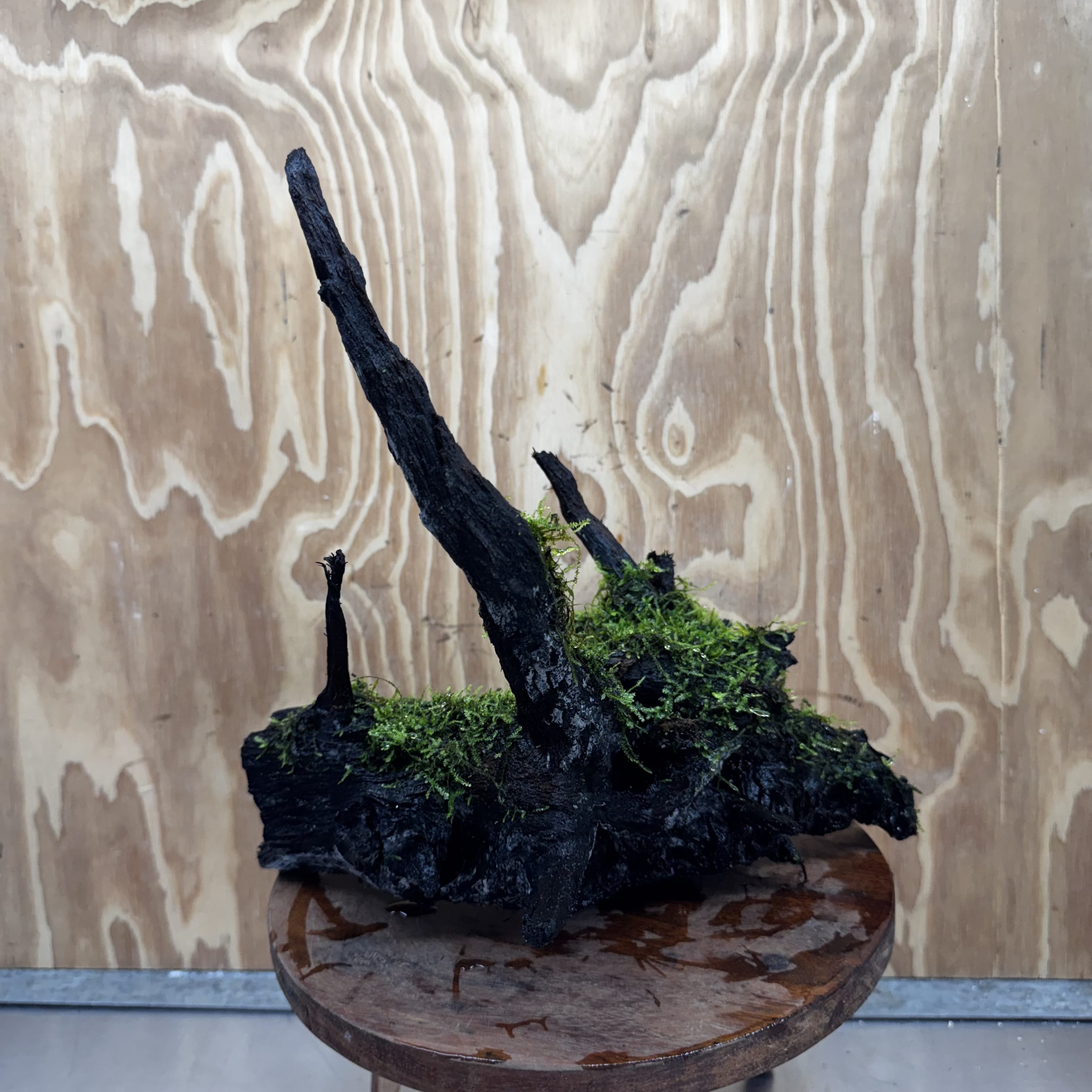 Scapeshop.com.au One Only Fontinalis Log - Large (Java Moss) - One Only - Gremlin Fontinalis Log - Large (Java Moss) - One Only - Gremlin