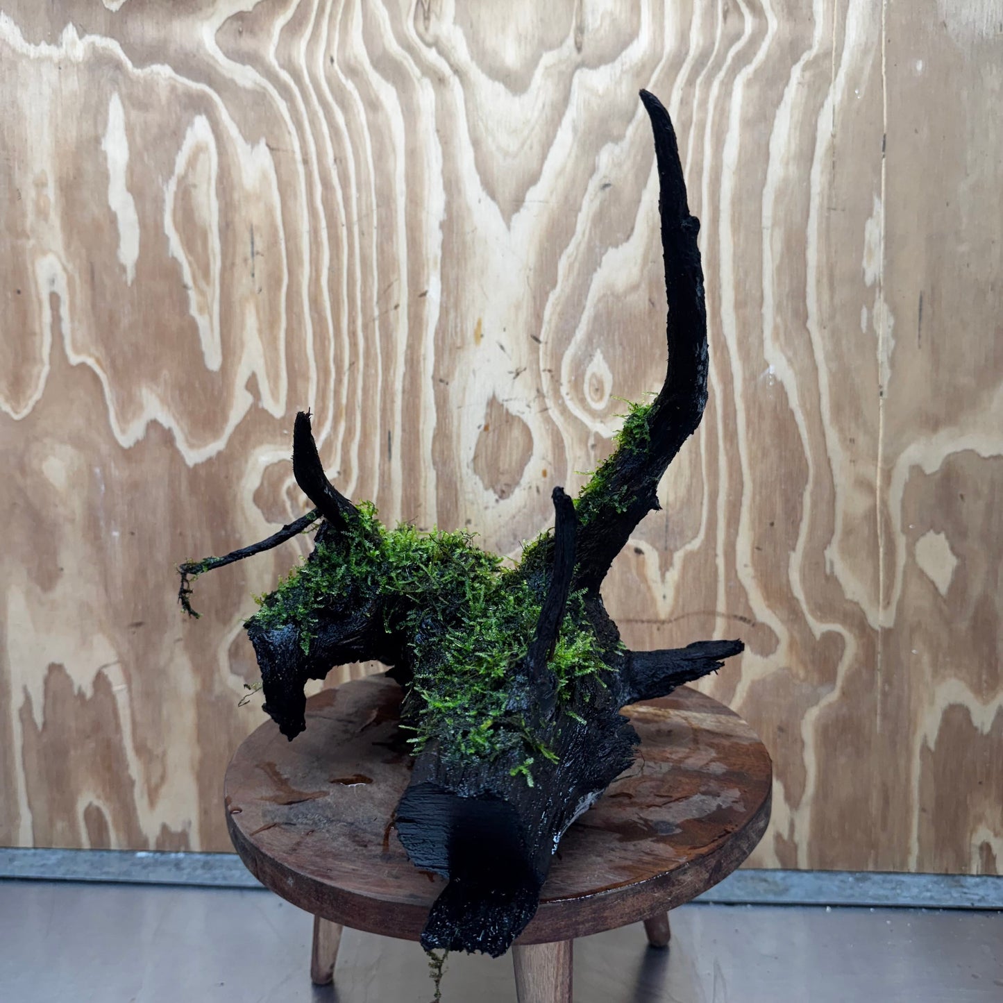 Scapeshop.com.au One Only Fontinalis Log - Large (Java Moss) - One Only - Gremlin Fontinalis Log - Large (Java Moss) - One Only - Gremlin