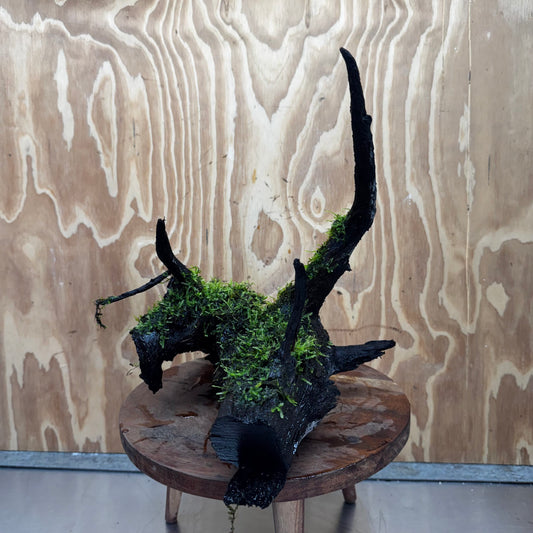Scapeshop.com.au One Only Fontinalis Log - Large (Java Moss) - One Only - Gremlin Fontinalis Log - Large (Java Moss) - One Only - Gremlin