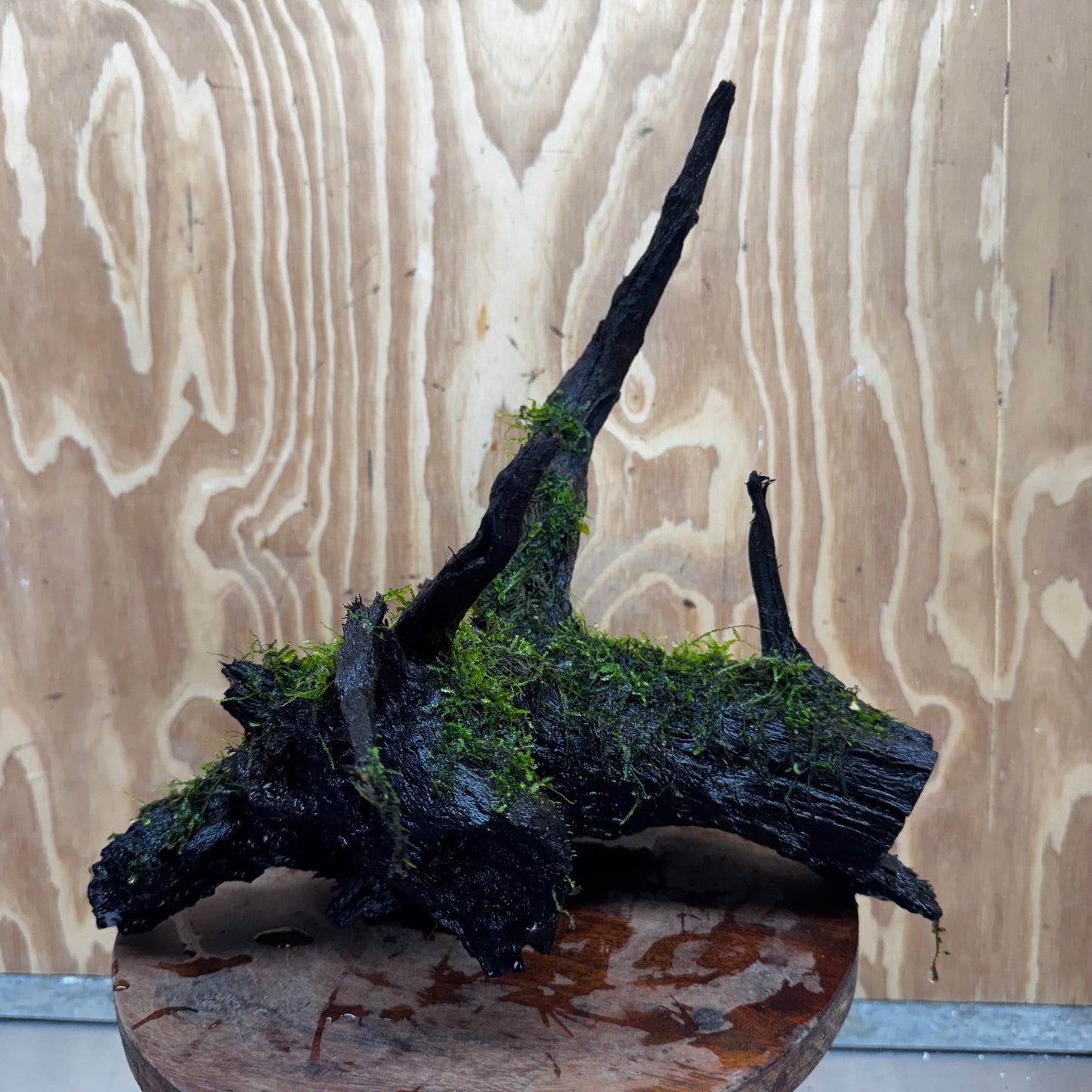 Scapeshop.com.au One Only Fontinalis Log - Large (Java Moss) - One Only - Gremlin Fontinalis Log - Large (Java Moss) - One Only - Gremlin
