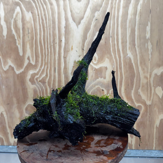 Scapeshop.com.au One Only Fontinalis Log - Large (Java Moss) - One Only - Gremlin Fontinalis Log - Large (Java Moss) - One Only - Gremlin