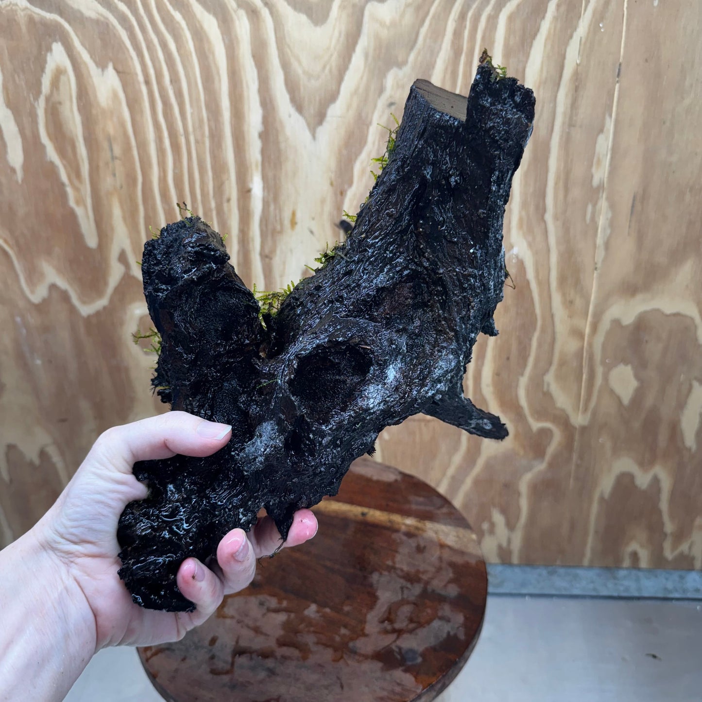 Scapeshop.com.au One Only Fontinalis Log - Large (Java Moss) - One Only - Gremlin Fontinalis Log - Large (Java Moss) - One Only - Gremlin